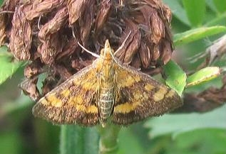 Pyrausta aurata?